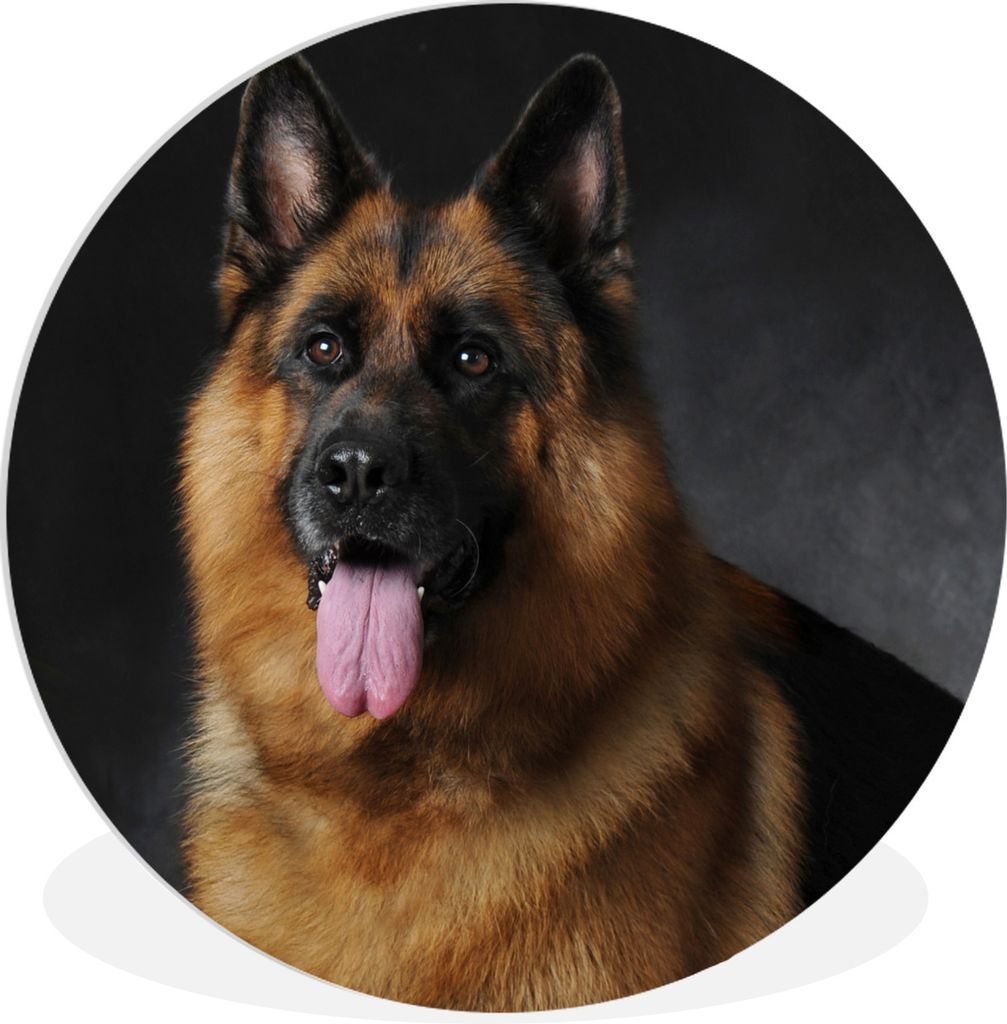 MuchoWow Rundes Wandbild - Runde Bilder Porträt eines Deutschen Schäferhundes mit schwarzem Hintergrund Ø 60 cm Kreis Wanddekoration Kunststof...