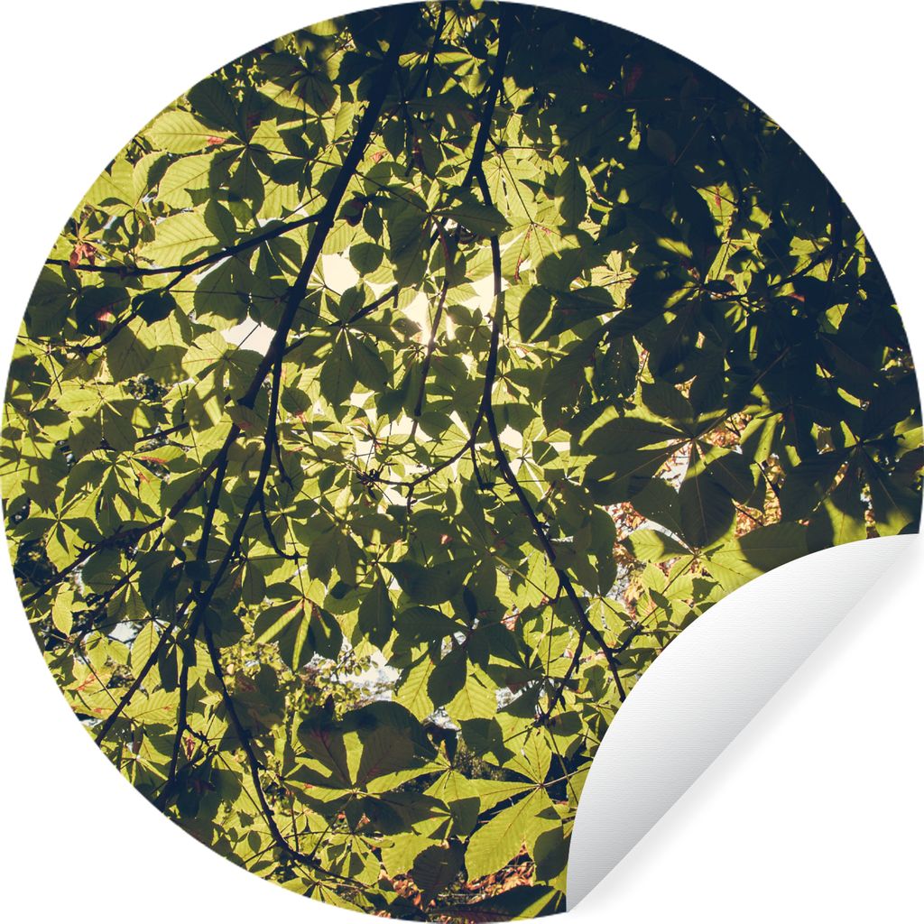 MuchoWow Runde Wandtattoo - Wandsticker Tapete Aufkleber Blätter - Natur - Baum - Sonne Ø 80 cm Selbstklebend und Repositionierbar - Wandaufkle...