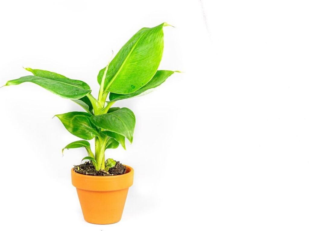 Gardners Musa Tropicana, priemer 6 cm Obrázok produktu 