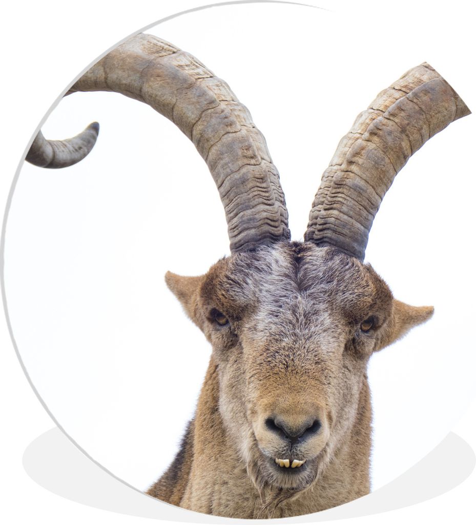 MuchoWow Rundes Wandbild - Runde Bilder Steinbock - Tiere - Horn Ø 90 cm Kreis Wanddekoration Kunststoff - Wandkreis - Wandschmuck - Wand-Kreis ...
