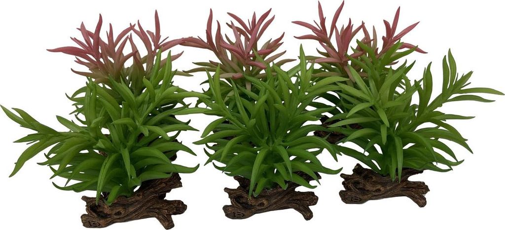 Terra Della Terrarium Dekoration Crassula