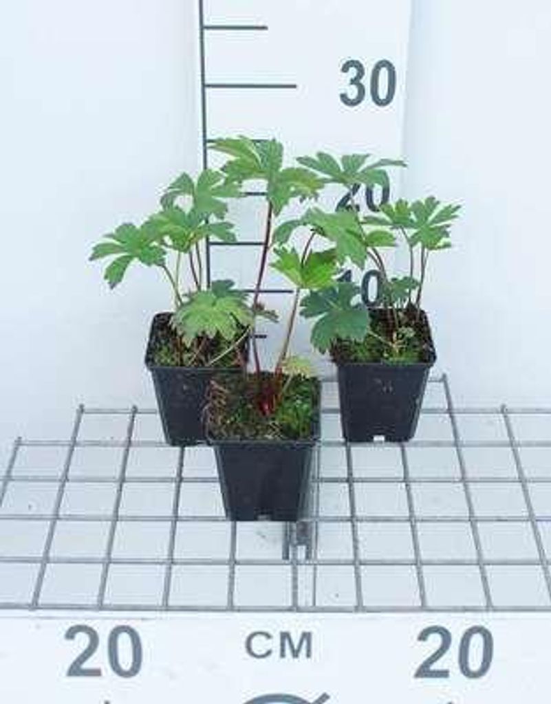 6 x Astrantia major 'Rubra' - Sterndolde - Topf 9 x 9 cm