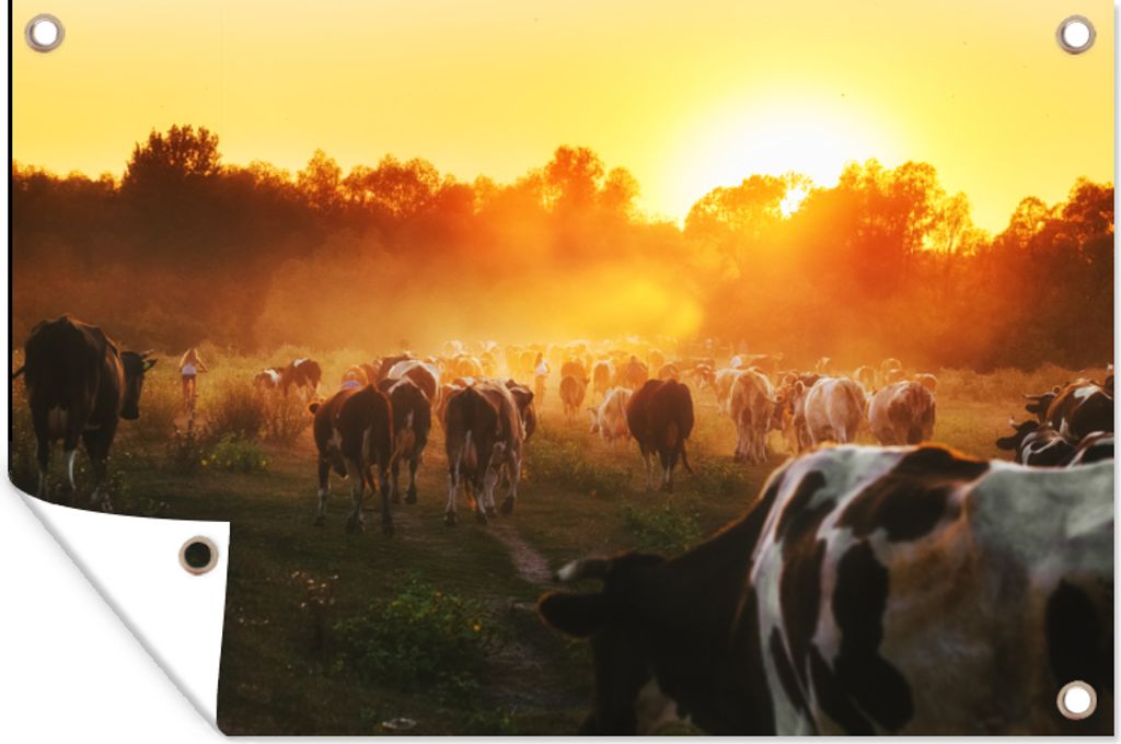 MuchoWow 60x40 cm Outdoor-Poster Gartendeko Sichtschutz Garten Poster für den Garten Kühe - Sonnenuntergang - Wiese - Tiere