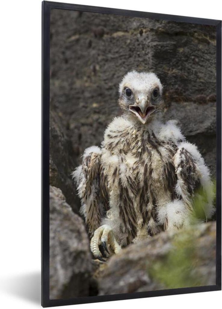 MuchoWow Gerahmtes Poster Wanderfalke - Baby - Felsen 20x30 cm - Poster mit Schwarzem Bilderrahmen Wandposter Rahmen Foto Bilder - Drucken - Bild...
