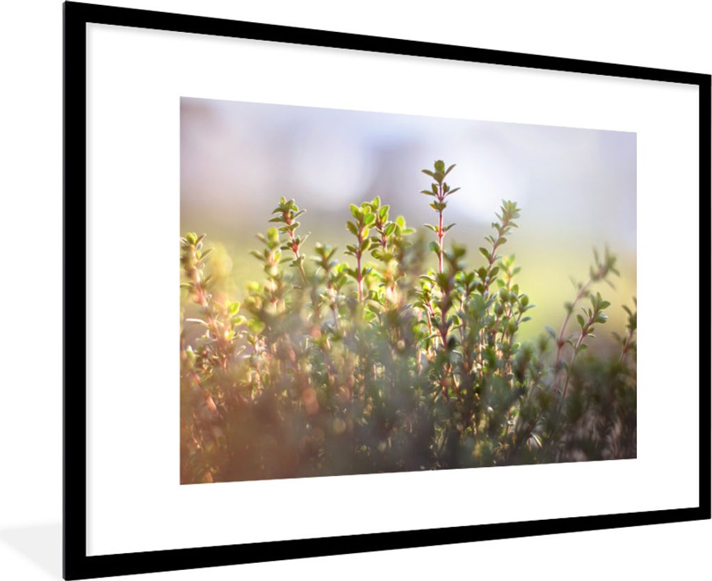 MuchoWow Gerahmtes Poster Wintersonnenlicht beleuchtet Thymianpflanzen in der Natur 90x60 cm - Poster mit Schwarzem Bilderrahmen Wandposter Rahme...