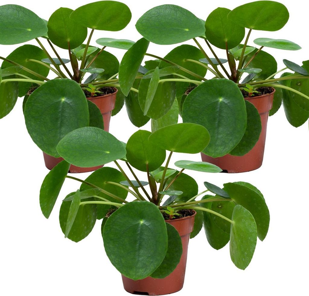 Bloomique - 3er-Set - Pilea Peperomioides - Ufopflanze - Produktbild 