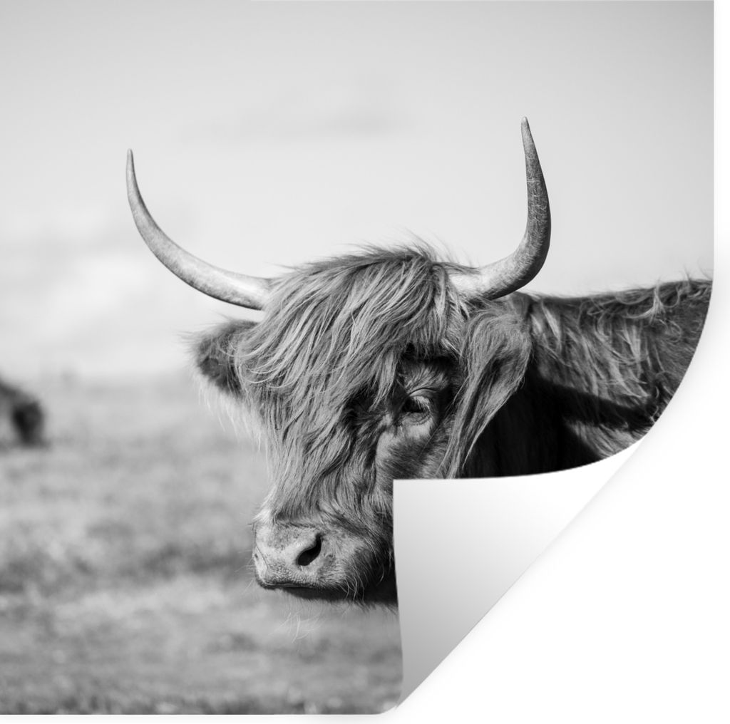 MuchoWow Wandtattoo Wandsticker Wandaufkleber Schottischer Highlander - Tiere - Schwarz - Weiß 50x50 cm Selbstklebend und Repositionierbar - Sel...