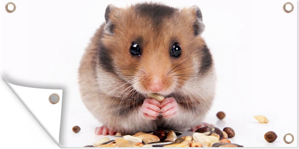MuchoWow 160x80 cm Outdoor-Poster Gartendeko Sichtschutz Garten Poster für den Garten Hamster frisst Samen