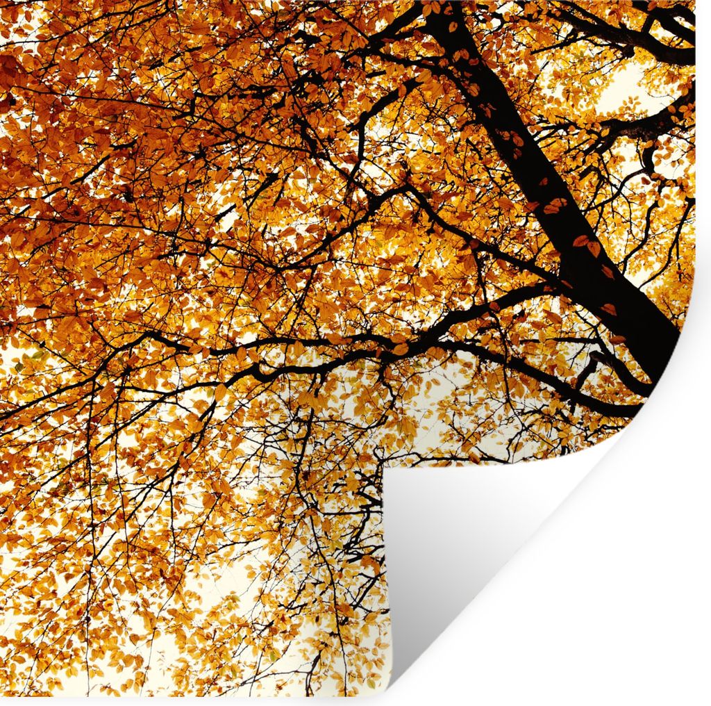 MuchoWow Wandtattoo Wandsticker Wandaufkleber Baum - Herbstblätter - Jahreszeiten - Rustikal 30x30 cm Selbstklebend und Repositionierbar - Repos...