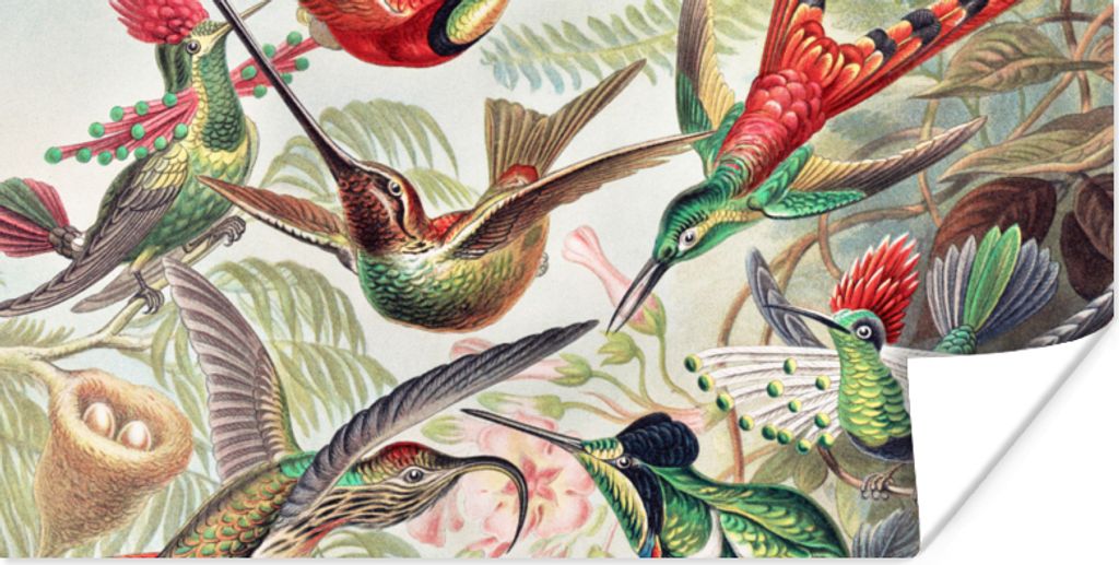 MuchoWow Poster Kolibri - Vintage - Ernst Haeckel - Vogel - Kunst - Natur 120x60 cm - Bild