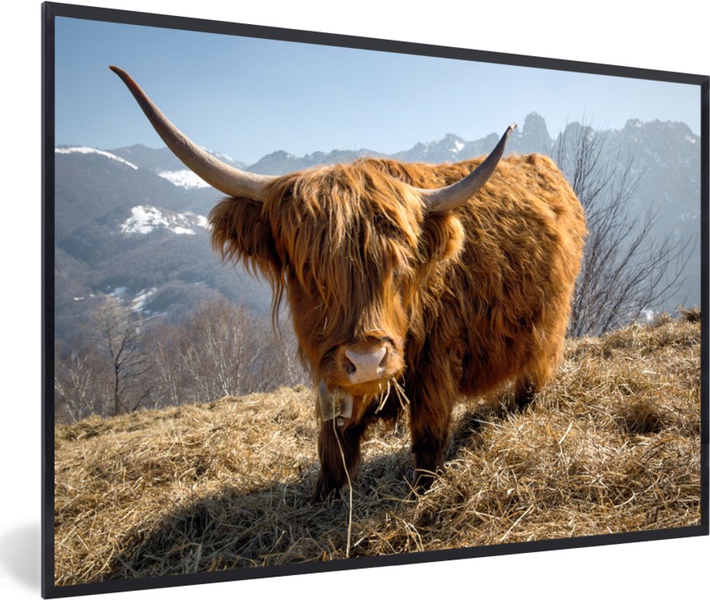 MuchoWow MuchoWow Gerahmtes Poster Schottisches Hochlandrind - Berg - Schnee 30x20 cm - Poster mit zchwarzem Bilderrahmen - Kunstdruck - Bild-P...