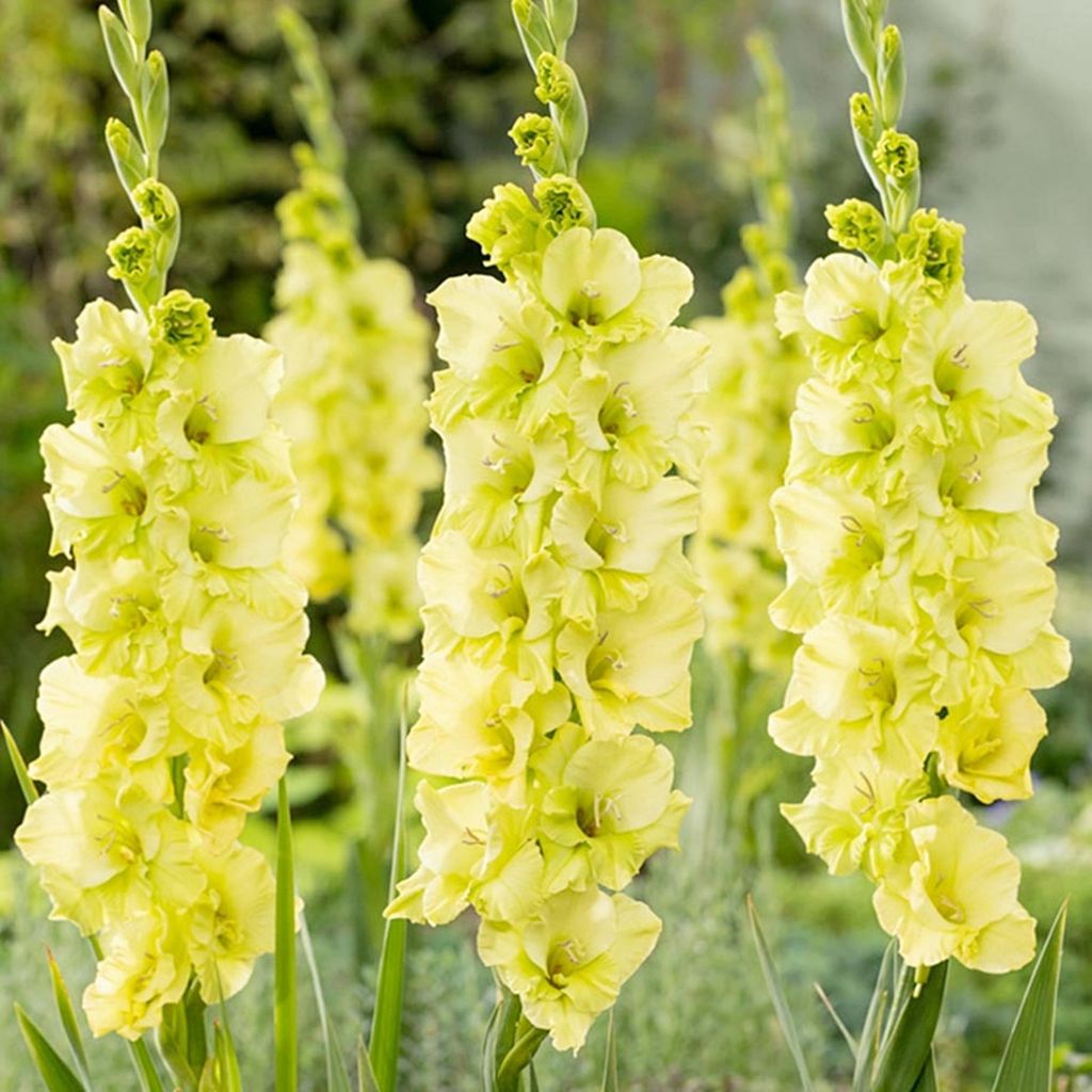 Gladiole Gladiolus Schwertblume Sommerblühende Siegwurze Limonengrün 100 St.