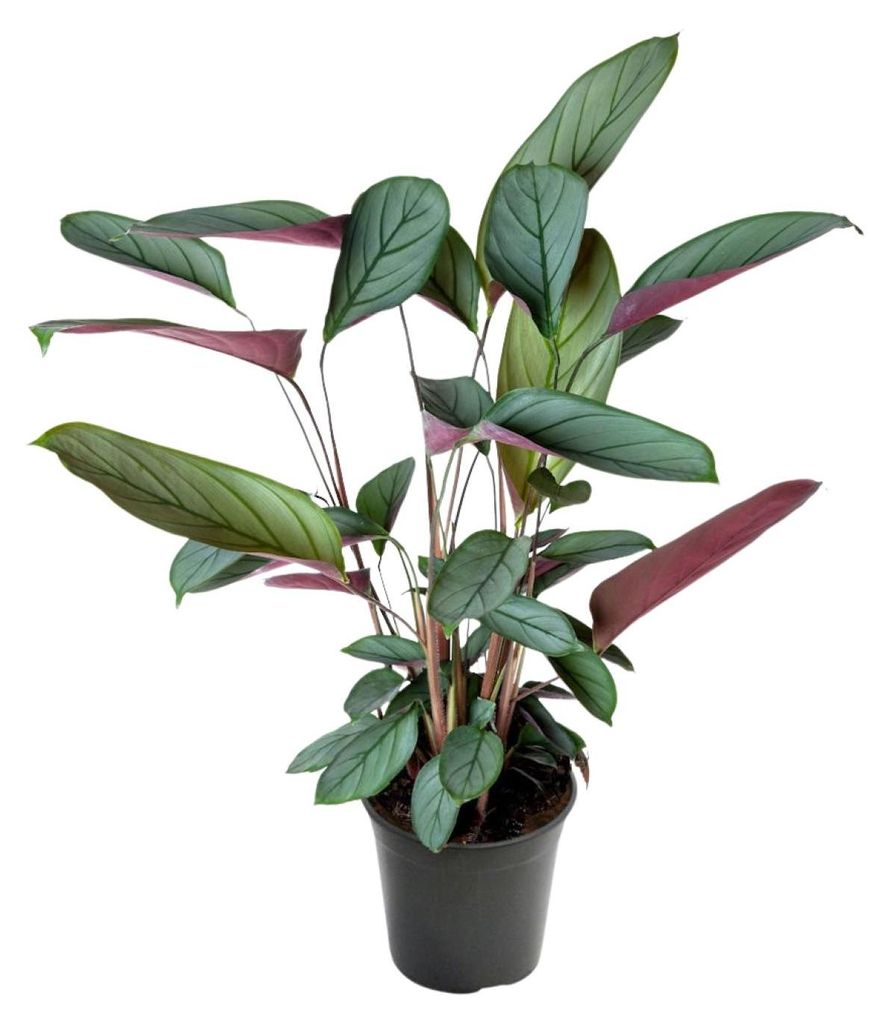 Ctenanthe Setosa - 50-60cm - Ø17cm - Plante d'intérieur - Image du produit 