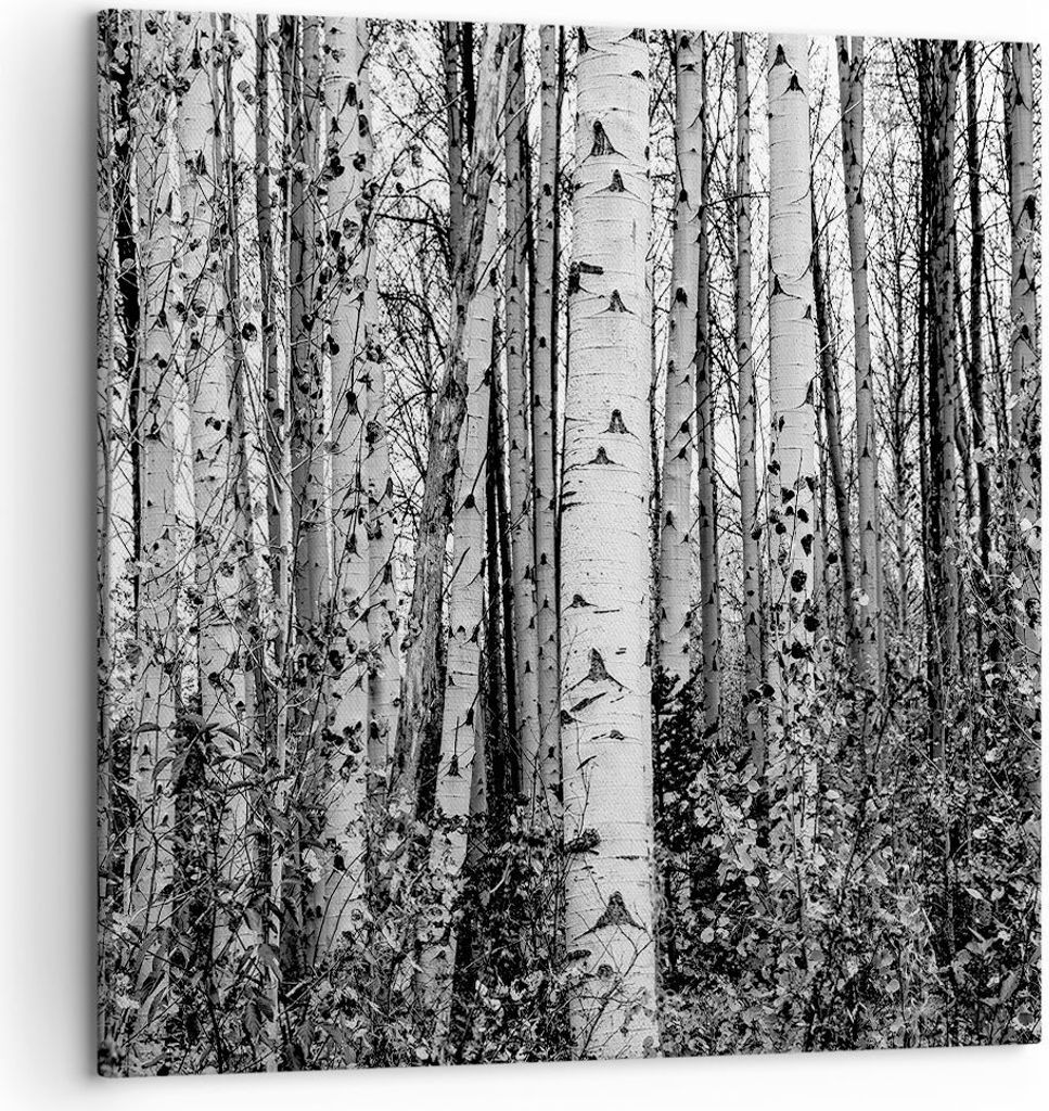 Bild auf Leinwand - Leinwandbild - Einteilig - Birken Wald Monochrom - 50x50cm - Wand Bild - Wanddeko - Wandbilder - Leinwanddruck - Bilder - Wandd...