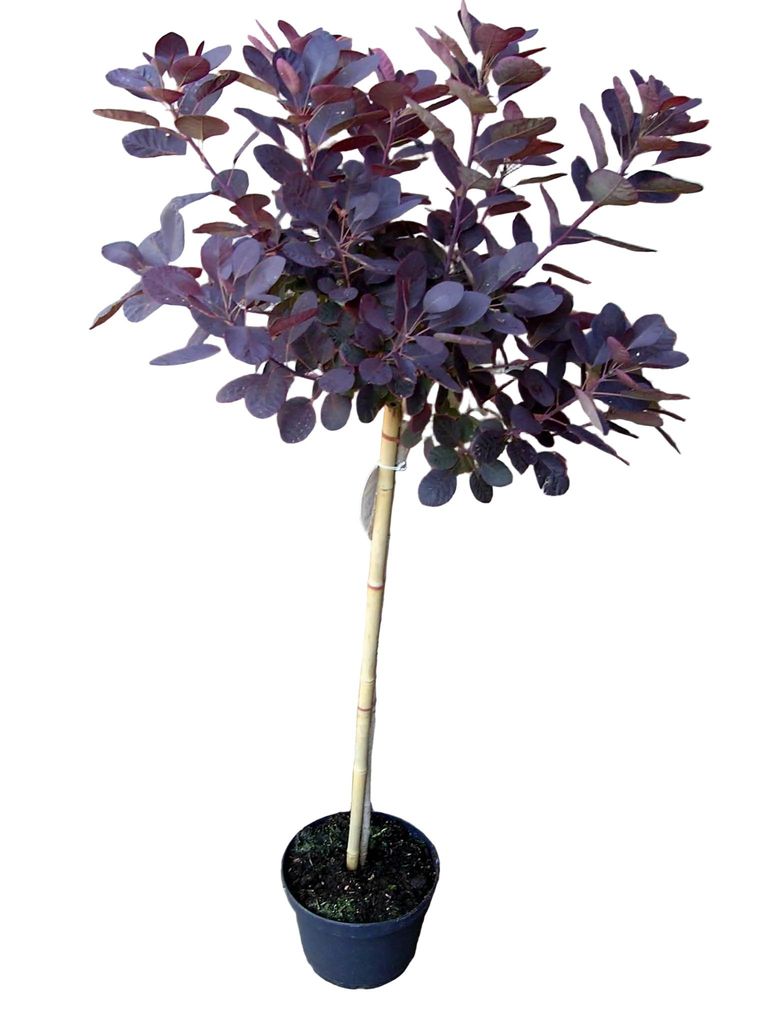 Cotinus coggygria ‘Royal Purple’ - Stamm 110-120 cm – Produktbild 