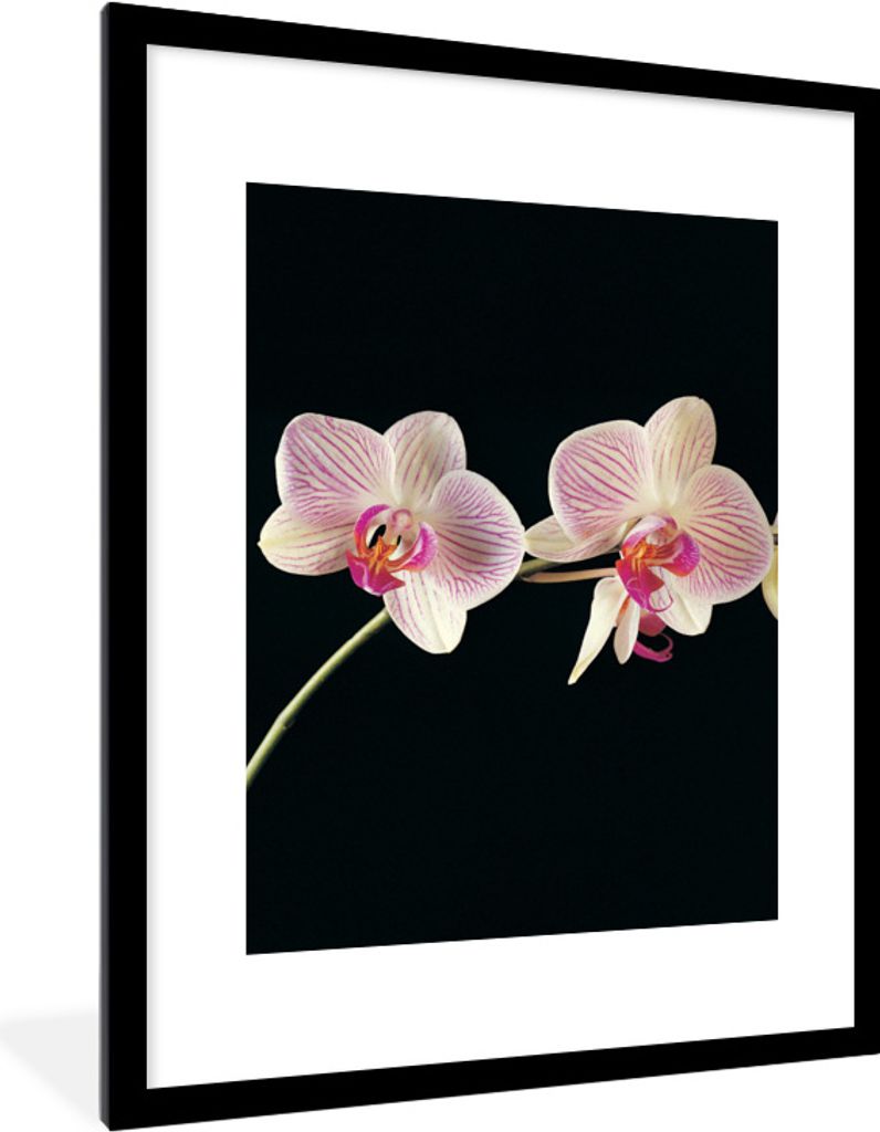 MuchoWow Gerahmtes Poster Orchidee - Blumen - Schwarz - Rosa - Knöpfe 60x80 cm - Poster mit Schwarzem Bilderrahmen Wandposter Rahmen Foto Bilder...