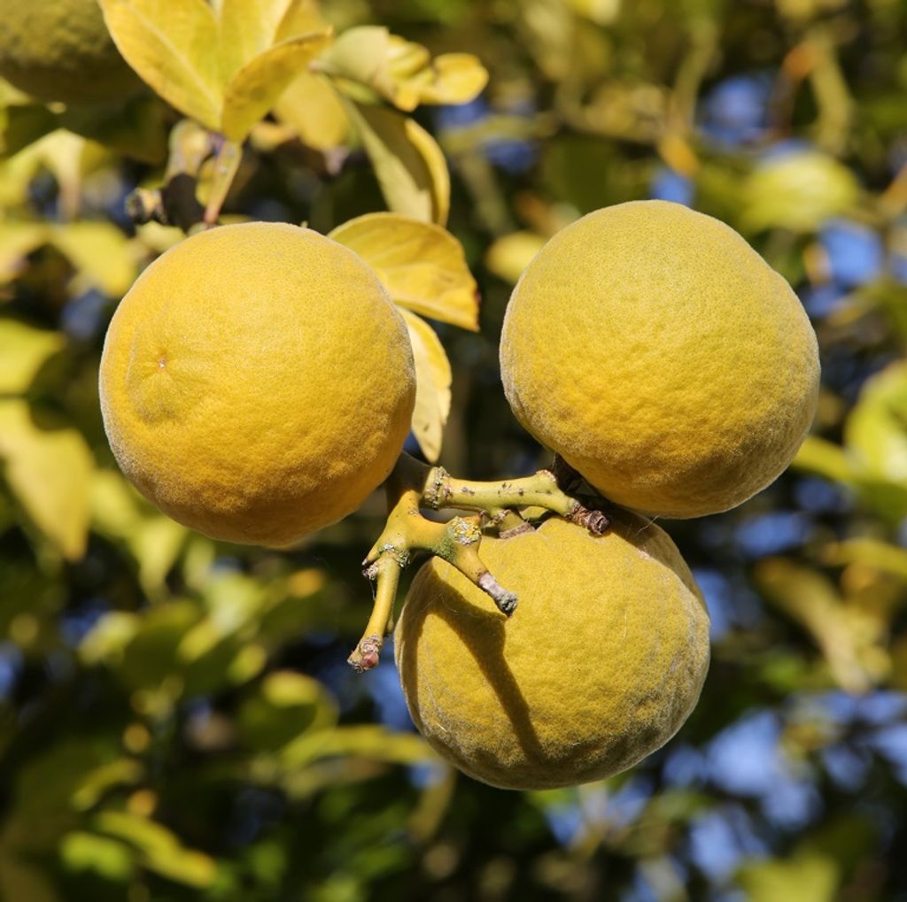 Dreiblättrige Orange (Ponicrus trifoliata) - 40-60cm im 3,5 Produktbild 