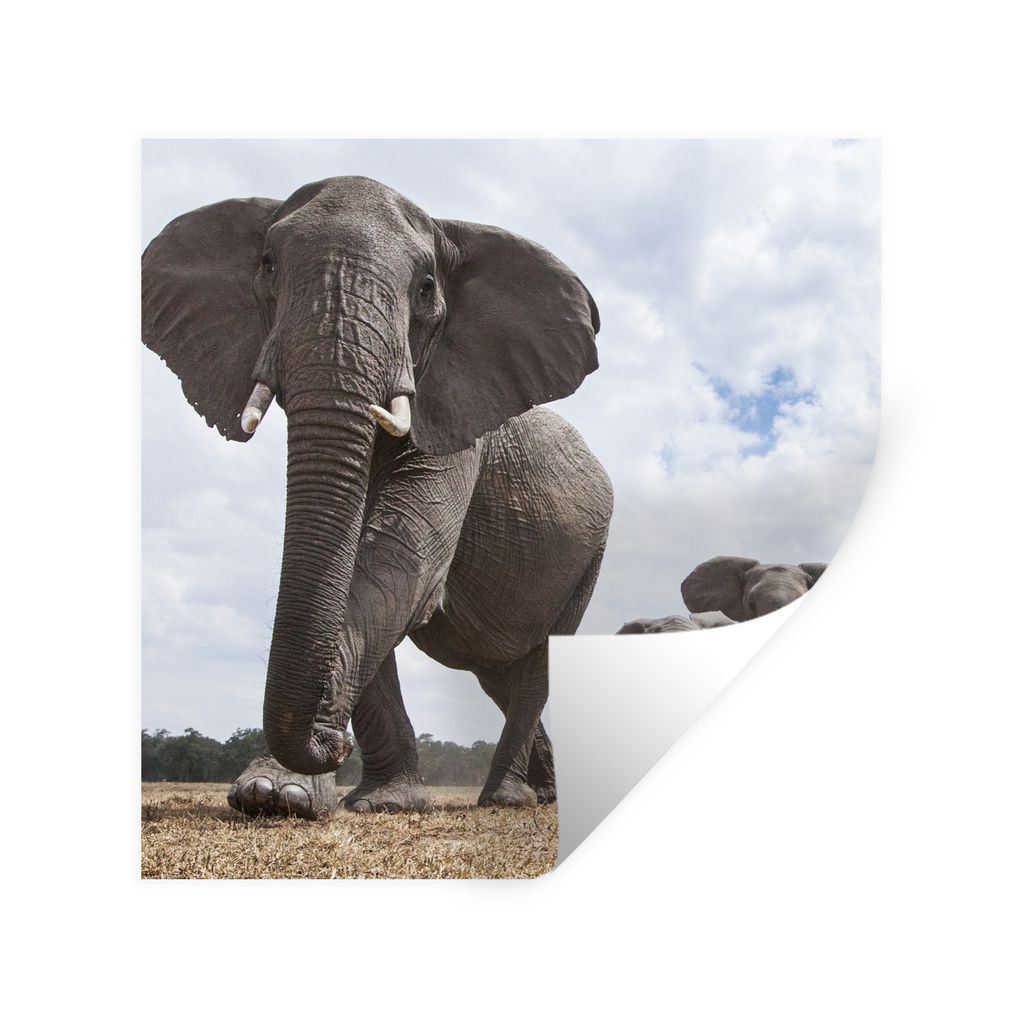 MuchoWow Wandtattoo Wandsticker Wandaufkleber Elefant - Tiere - Natur - Flachland 30x30 cm Selbstklebend und Repositionierbar - Repositionierbar ...