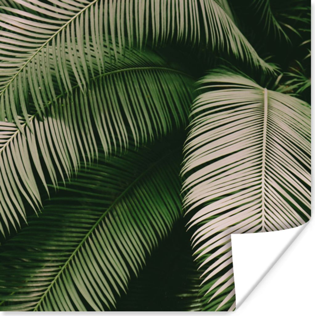 MuchoWow Poster Palmwedel - Sommer - Tropisch 50x50 cm - Wohnzimmerdekoration