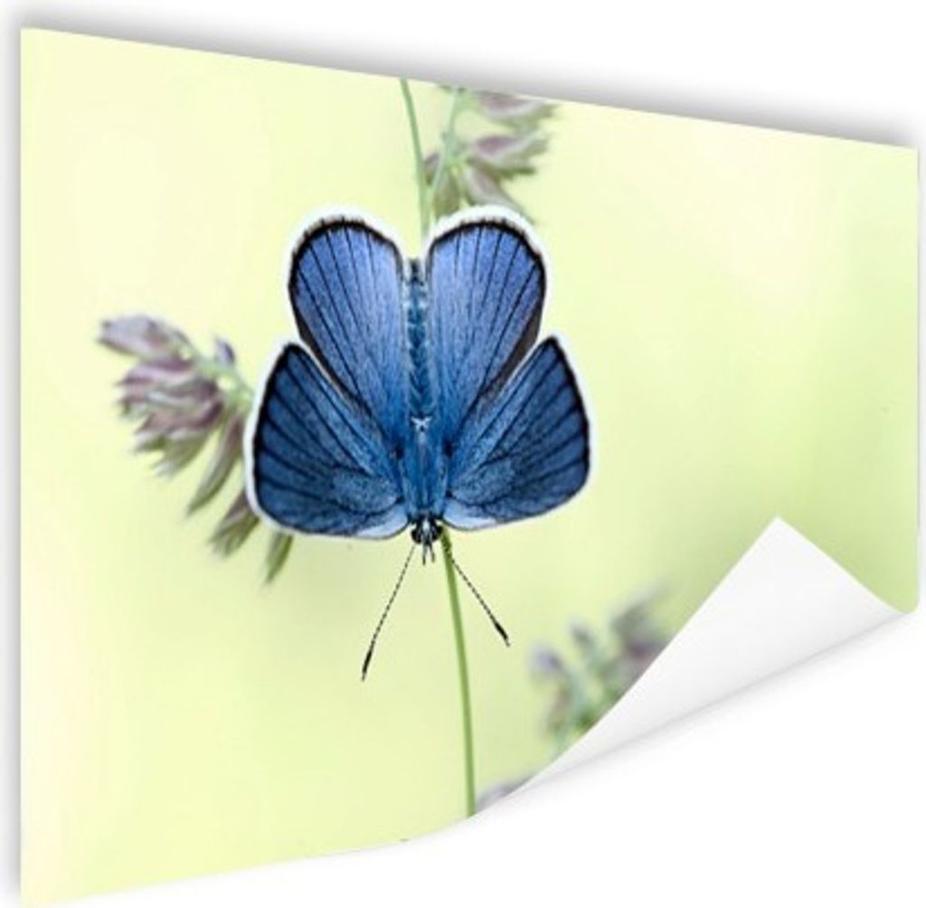 MuchoWow Poster Blauer Schmetterling 120x80 cm - Bilder