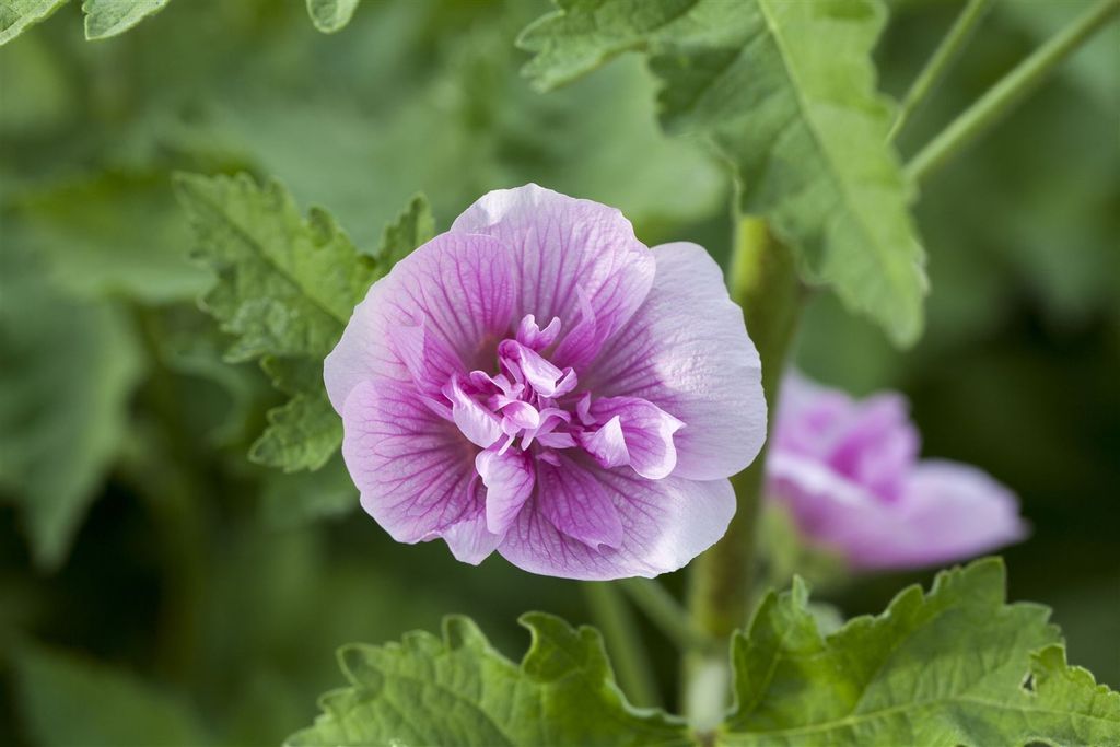 Alcea x hybrida 'Parkrondell', Stockrose, rosa, ca. 11x11 cm Topf