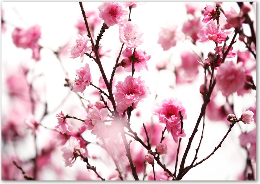 Tulup Glas-Bild - 100 x 70 - Wandbild aus Glas - Wandkunst - Wandbild hinter gehärtetem Sicherheitsglas - Blumen & Pflanzen - Pflaumenblüte - Rosa