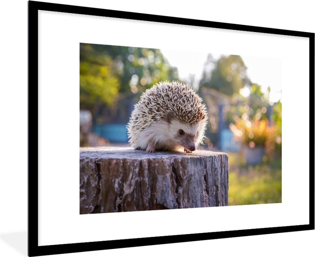 MuchoWow Gerahmtes Poster Igel auf einem Baumstamm 90x60 cm - Poster mit Schwarzem Bilderrahmen Wandposter Rahmen Foto Bilder - Wanddekoration - ...