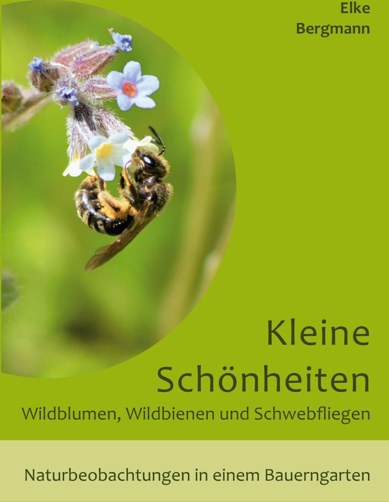 Kleine Schönheiten - Wildblumen, Wildbienen und Schwebfliegen