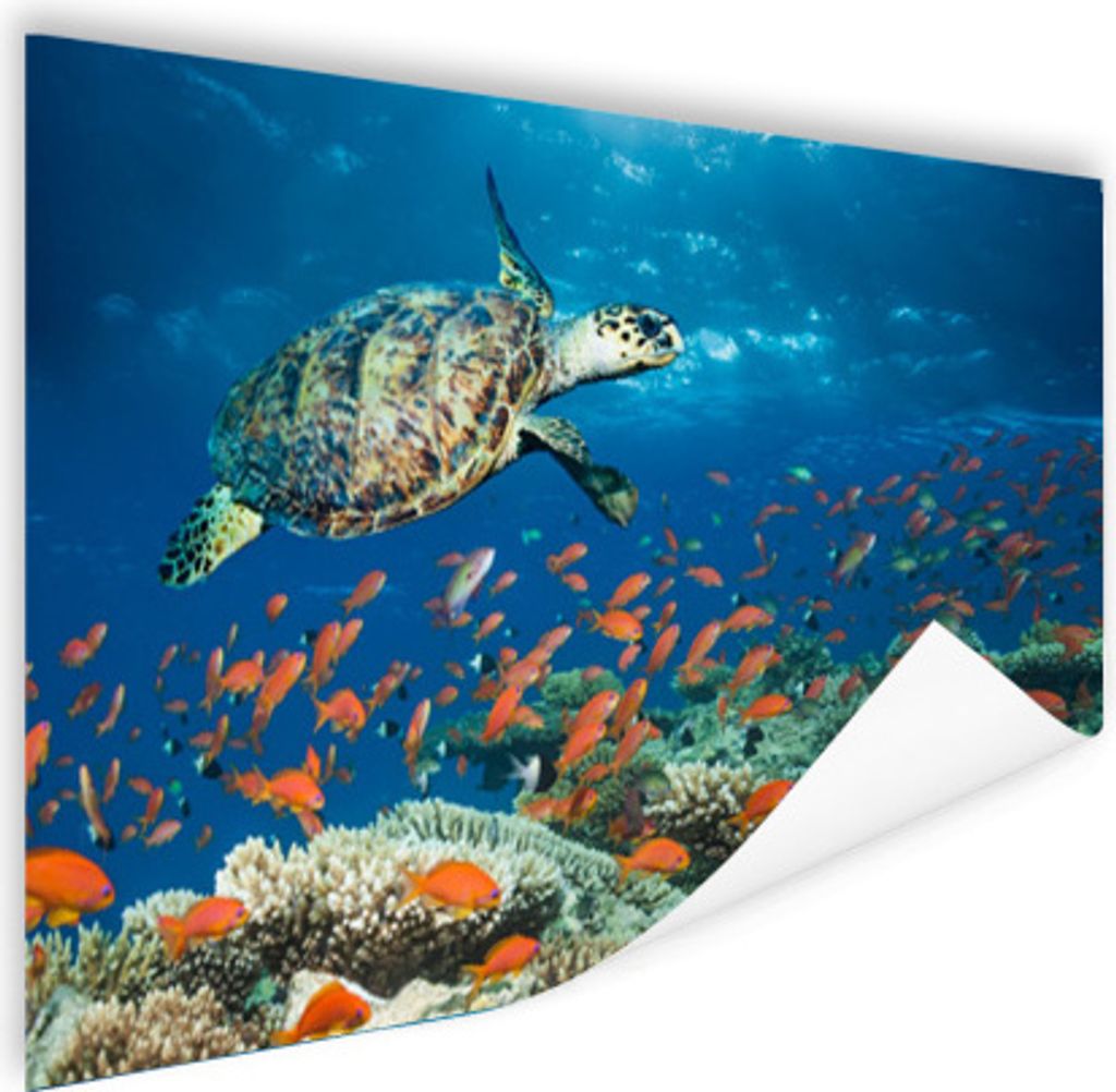 MuchoWow Poster Korallenriff mit Schildkröte 90x60 cm - Schlafzimmer