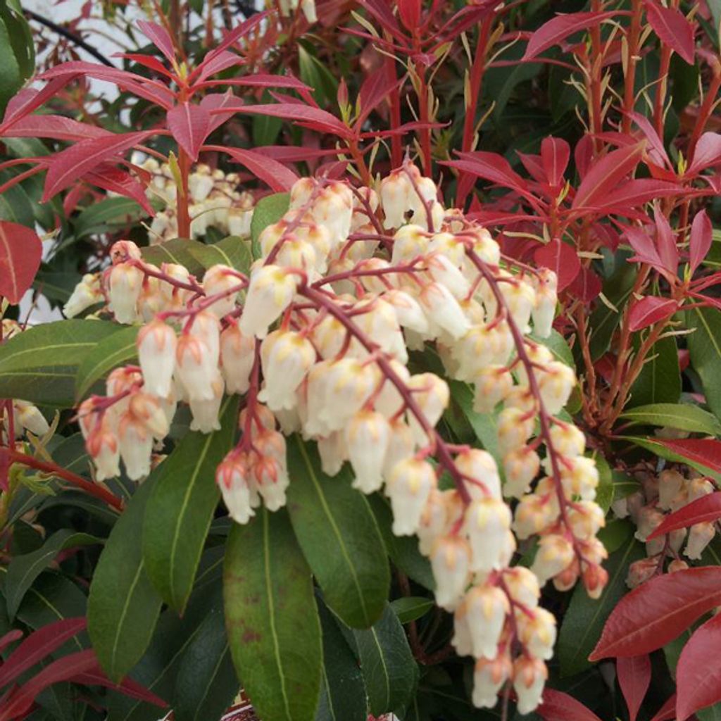 Schattenglöckchendu Japon - Pieris japonica 'Mountain Fire' | 30-40 cm in Container
