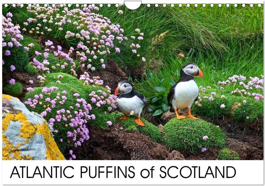 ATLANTIC PUFFINS OF SCOTLAND (Wall Calendar 2026 DIN A4 landscape), CALVENDO 12 Month Wall Calendar