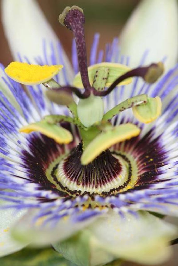 Passiflora caerulea Blaue Passionsblume Kletterpflanze 65cm Ø15cm Winterhart