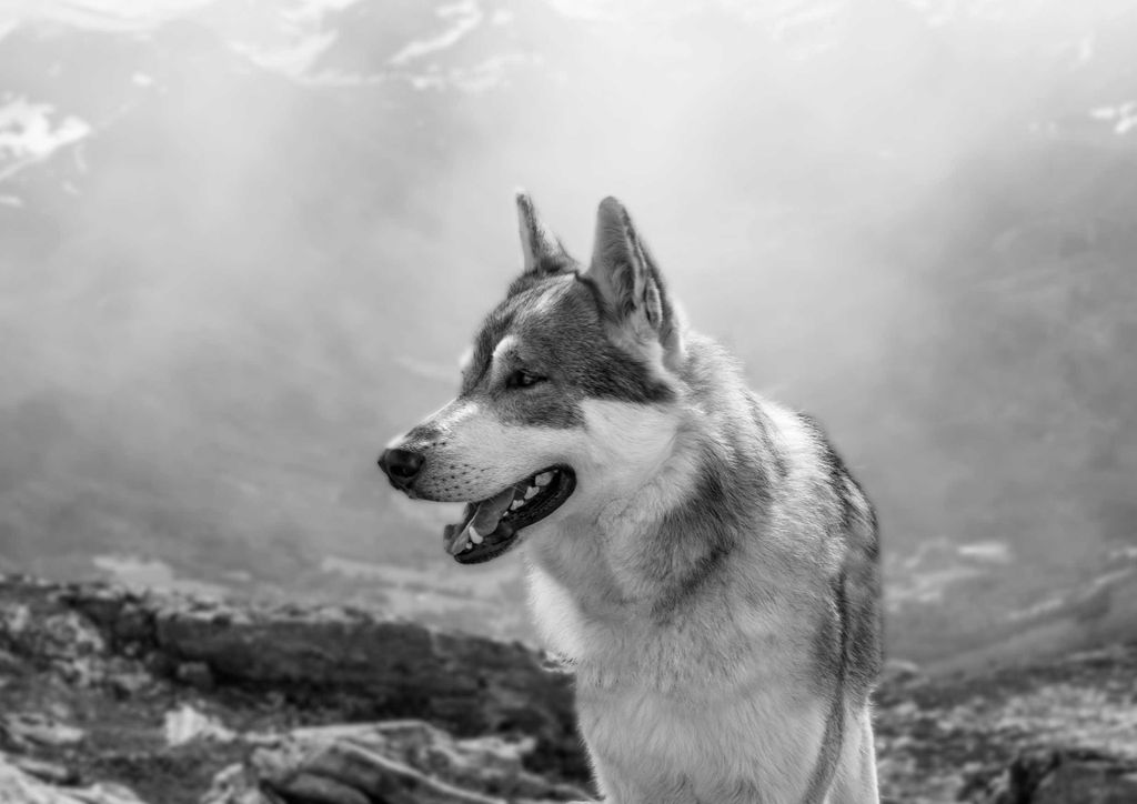 hansepuzzle 35491 - Wolf Puzzle, 260 Teile, Tierwelt, 41,0 x 28,0cm mit hochwertiger Aufbewahrung, Kartonbox und wiederverschließbarem Beutel