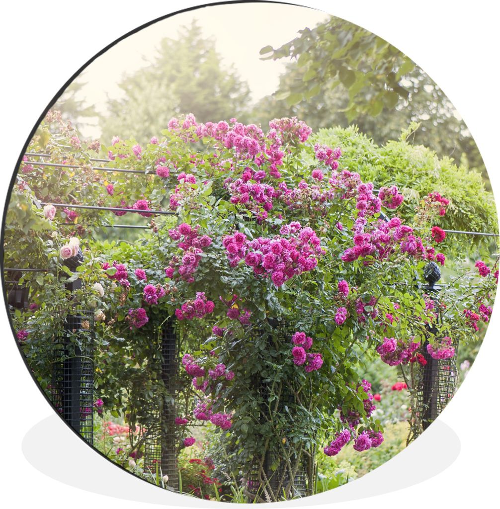 MuchoWow Aluminium Wandkreis Wunderschöne rosa Rosen wachsen wie Pflanzen in der Wildnis Ø 30 cm Wanddeko Modern Wohnzimmer - Wand Bild - Wohnz...