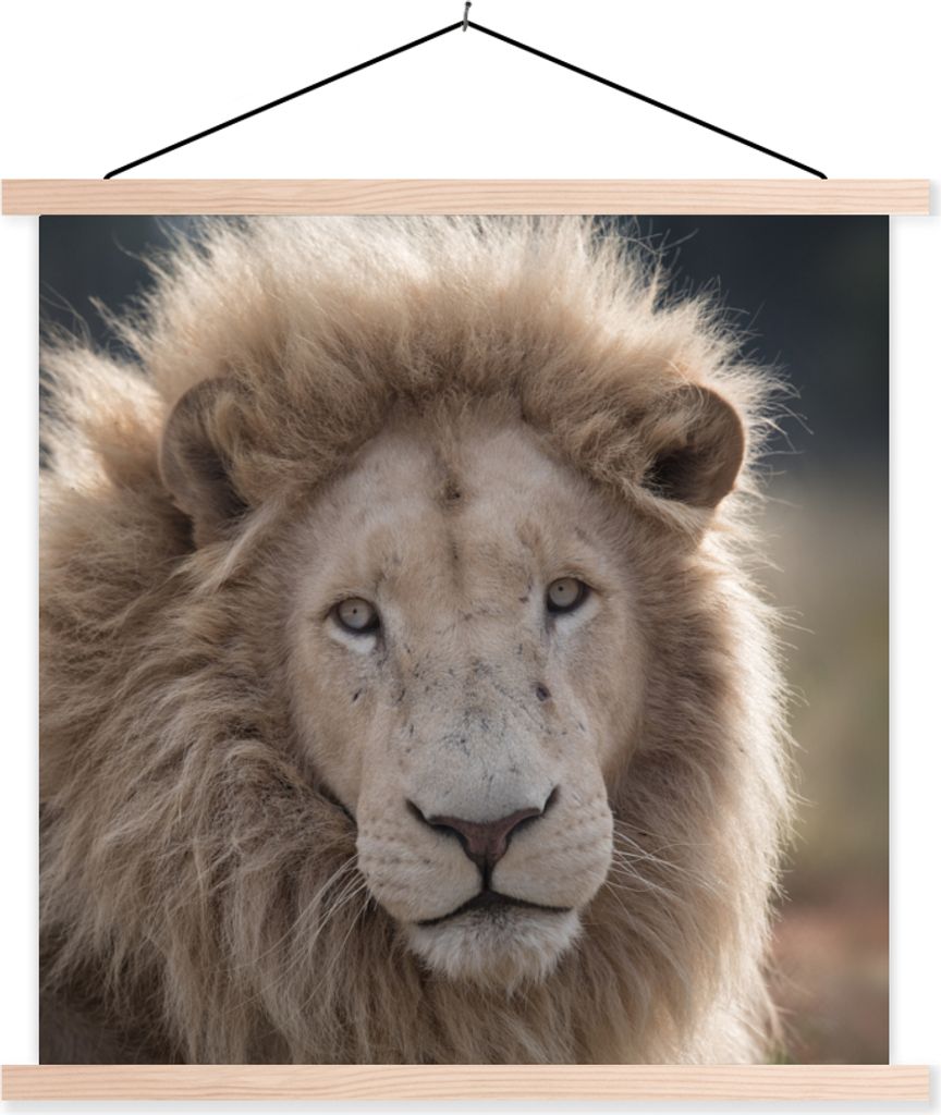 MuchoWow Textilposter Löwe - Tier - Weiß 60x60 cm mit holzfarbenen Rahmen - Wanddekoration