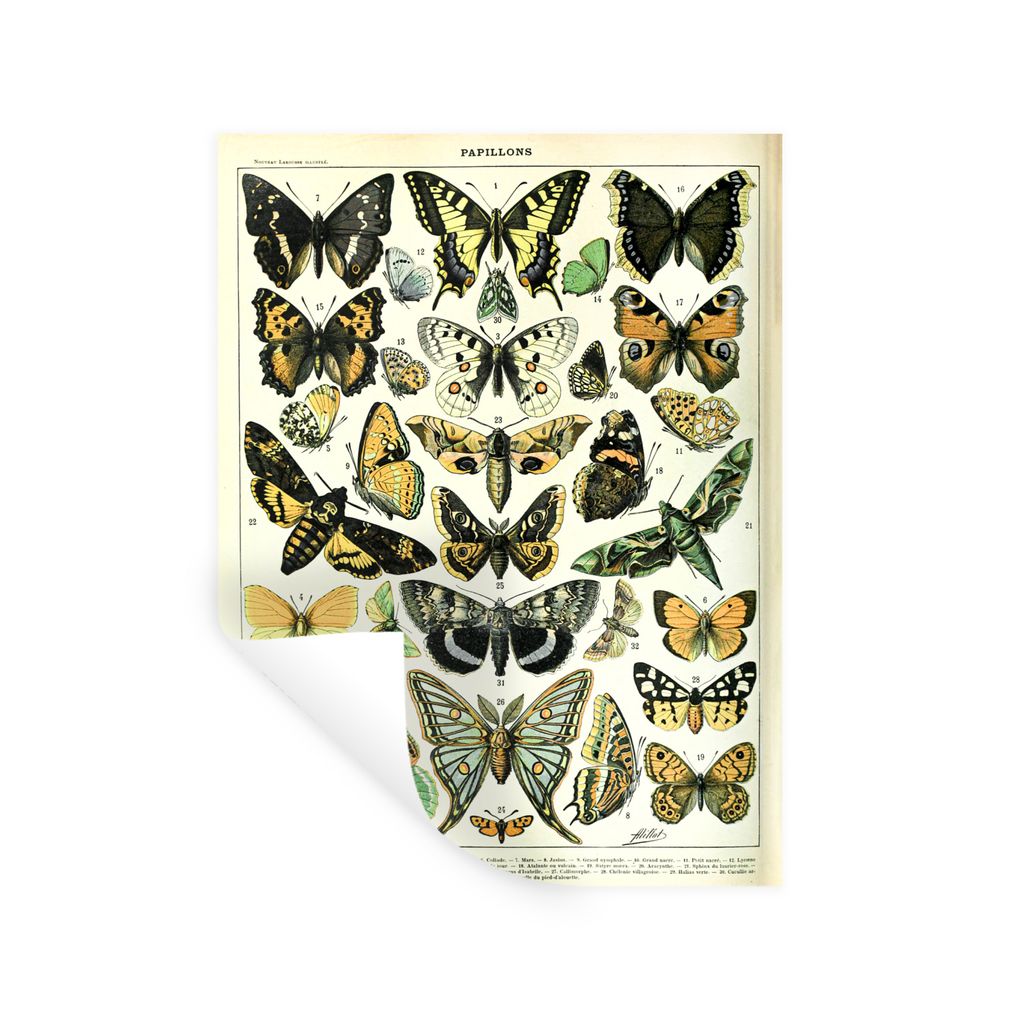 MuchoWow Wandtattoo Wandsticker Wandaufkleber Tiere - Schmetterling - Gelb 60x80 cm Selbstklebend und Repositionierbar - Repositionierbar - Wasse...