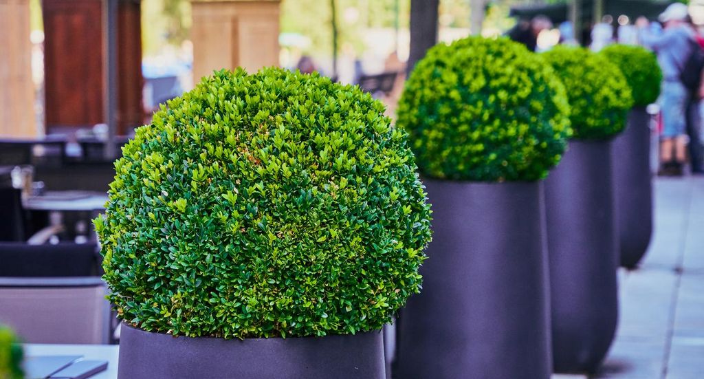 40 graines de buis (Buxus sempervirens) – Arbuste Image du produit 