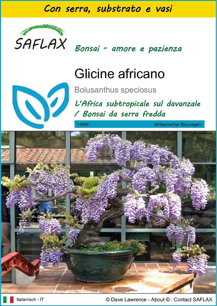 SAFLAX Insieme di coltivazione - Glicine africano  - 15 Immagine del prodotto 