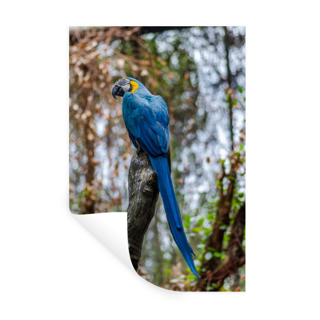MuchoWow Wandtattoo Wandsticker Wandaufkleber Vogel - Papagei - Blau 60x90 cm Selbstklebend und Repositionierbar - Sticker - Dekorfolie