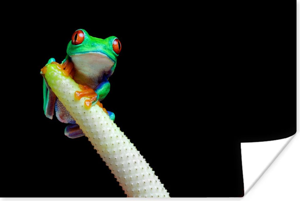 MuchoWow Poster Frosch - Tier - Pflanze 120x80 cm - Bilder