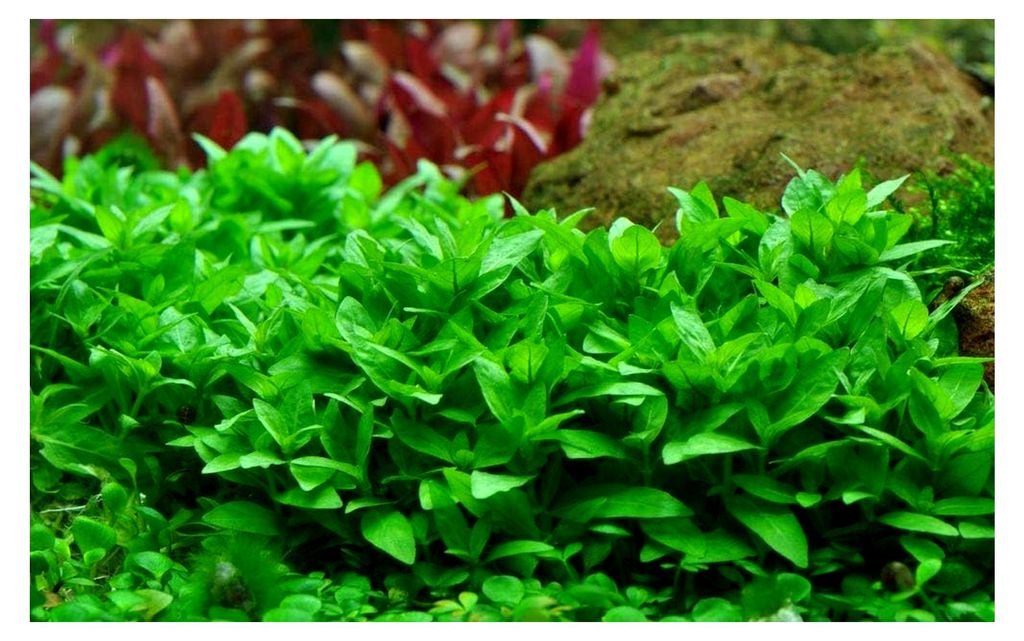 Aquarium Pflanze Staurogyne repens