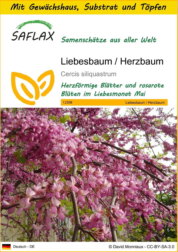 SAFLAX Anzucht Set - Liebesbaum / Herzbaum - Cercis Produktbild 
