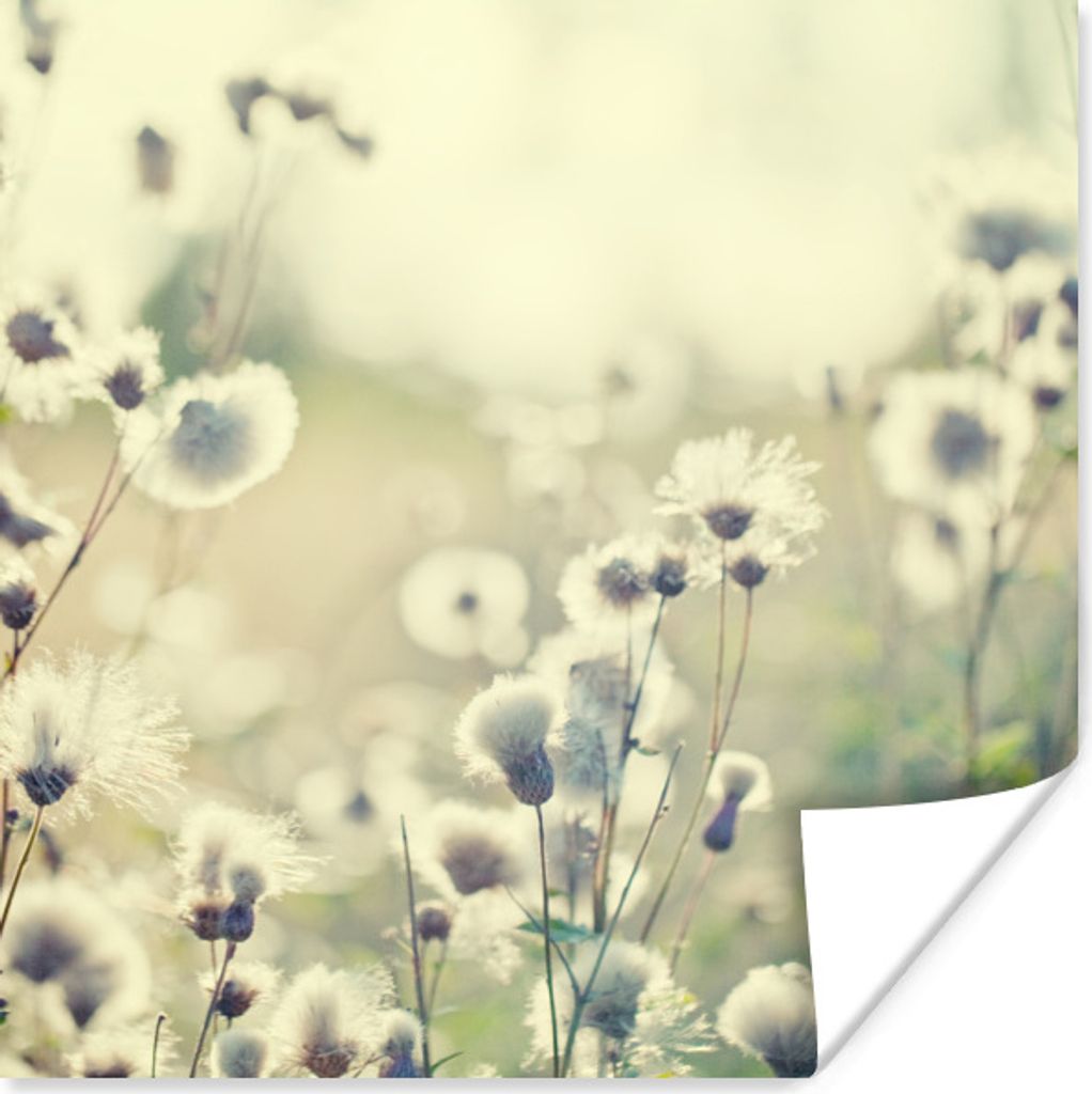 MuchoWow® Poster Blumen - Feld - Weiß 75x75 cm - Wand Produktbild 