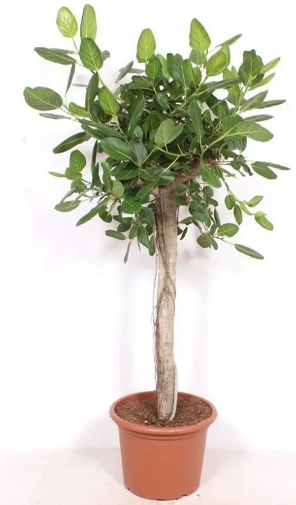Plante Verte Tropicale Géante Ficus Benghalensis 2m pour le Salon
