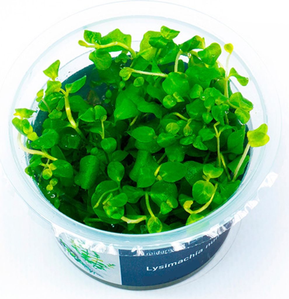 Lysimachia nummularia In-Vitro Cup algen- und schneckenfrei