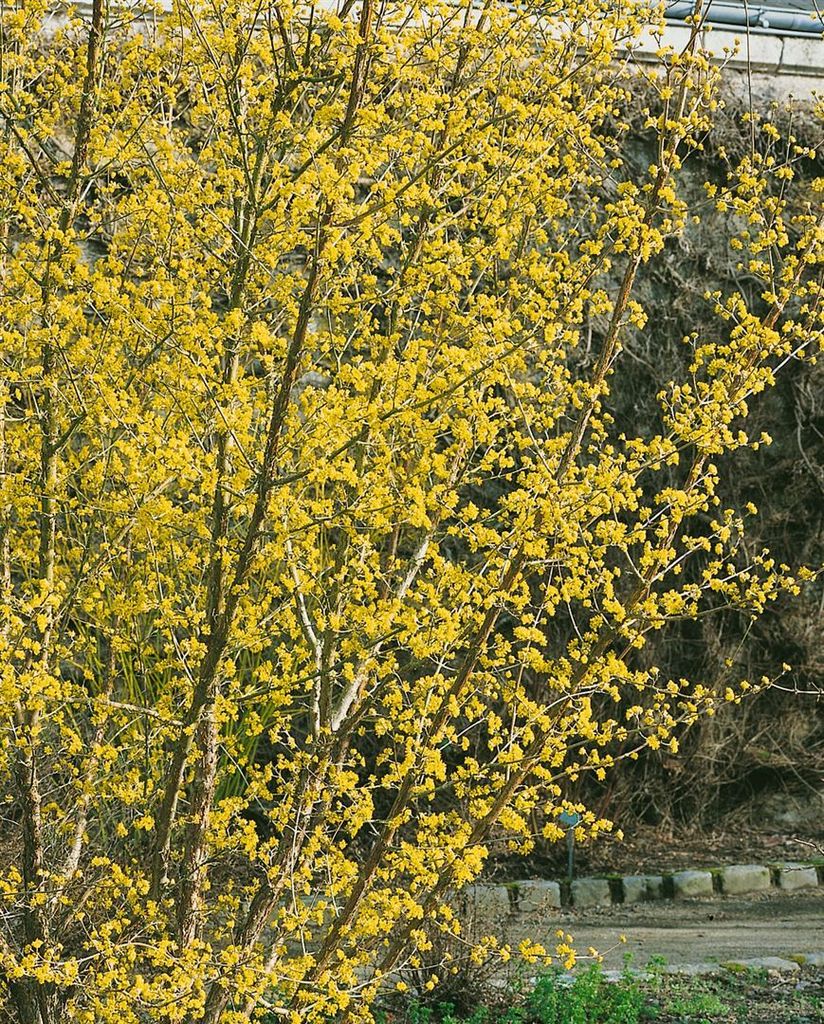 Cornus officinalis, Japanischer Hartriegel, 60–100 cm, gelbe Blüten
