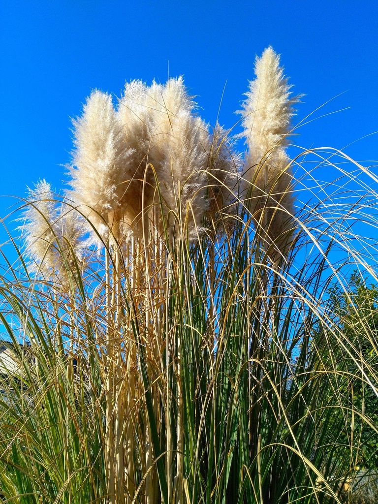 Amerikanisches Pampasgras 5 Stück  P9 20-50 cm Cortaderia Produktbild 