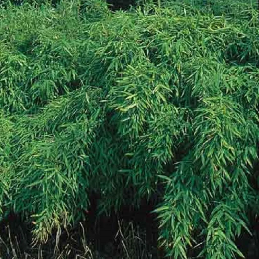 Vendita Bambù Fargesia Simba 50-60 cm | Pianta da Siepe in Vaso