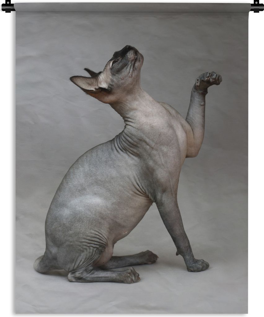 MuchoWow Wandteppich Wandbehang Posierende Sphynx-Katze auf grauem Hintergrund 60x80 cm Tapisserie Dekoration Wandtuch - Decke - Wandtücher - Wohne