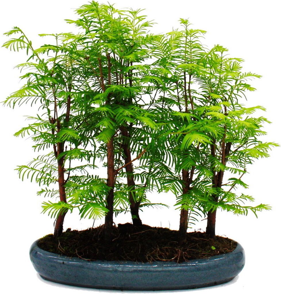 Bonsai da esterno Metasequoia glyptostroboides - grande Immagine del prodotto 